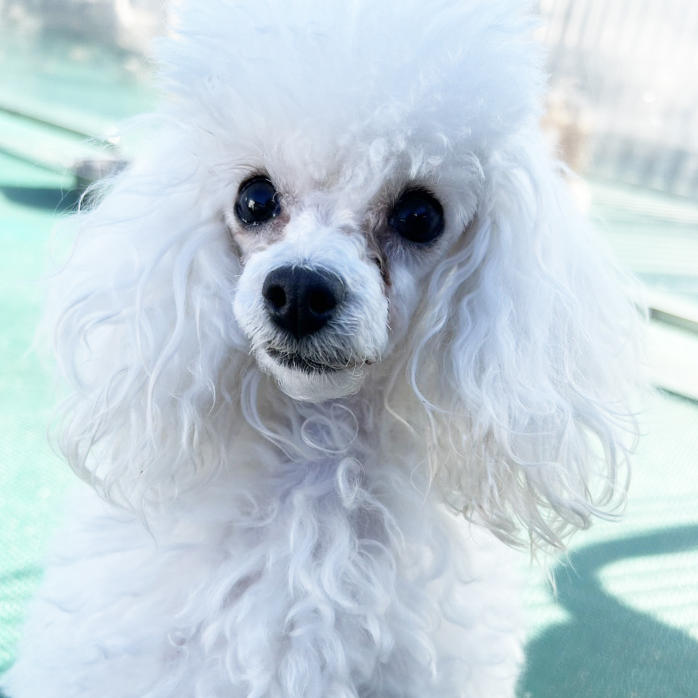 生徒が撮影したモデル犬♪①